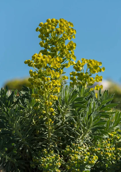 A large spurge in front of a blue sky in Croatia — Stock Photo, Image