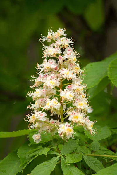 Gros plan des fleurs d'un marronnier d'Inde — Photo