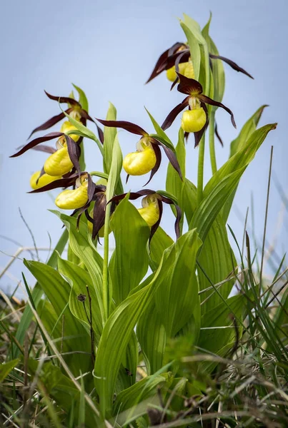 Nahaufnahme einer Frauenschuh-Orchidee im Frühling — Stockfoto