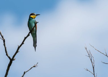 Bir ağaç üzerinde dinlenme bir Avrupa arı kuşugiller (arı kuşu apiaster)