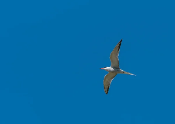 Létající Rybák před modrá obloha — Stock fotografie