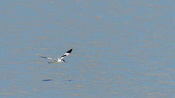 Un aguacate (Recurvirostra avosetta) volando sobre el agua — Foto de Stock