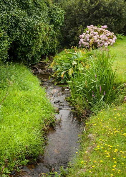 Pequeño arroyo, prado verde Normandía Francia en verano —  Fotos de Stock