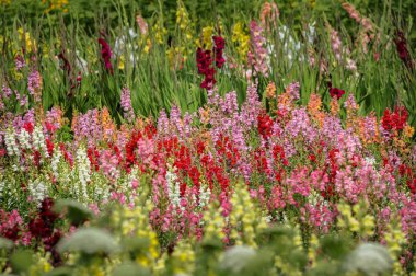 Yaz aylarında farklı renklerle Çiçeklik