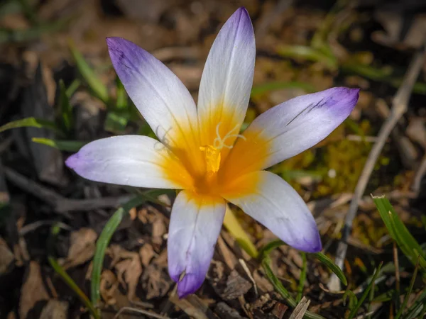 Primo piano di un fiore di croco in primavera — Foto Stock