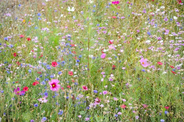 Une prairie de fleurs avec des fleurs de différentes couleurs — Photo