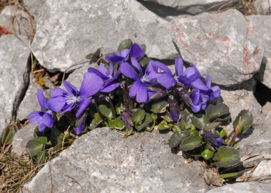 An alpine violet in the austrian alps