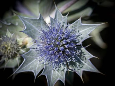 Bir seaholly Fransız dunes yaz aylarında