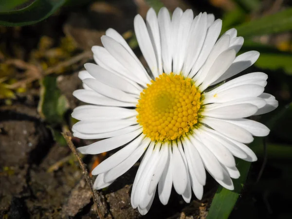 Nahaufnahme eines Gänseblümchens im Garten — Stockfoto