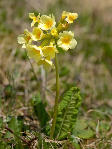 An oxlip in the eastern austrian alps — Stock Photo, Image