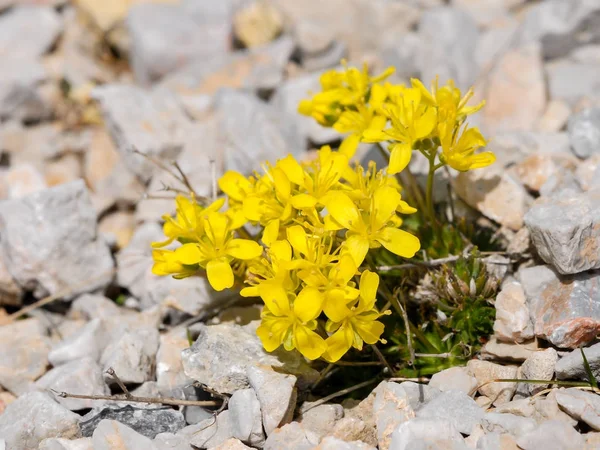 Una brassicaceae amarillo en los Alpes austriacos —  Fotos de Stock