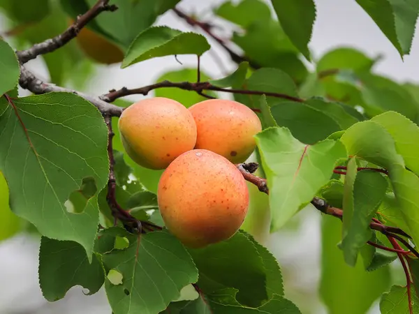 Tres albaricoques naranjas colgando de un árbol — Foto de Stock