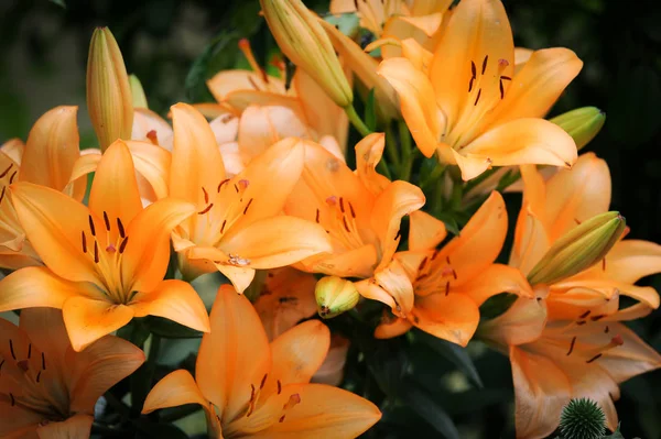 Un gran lirio tigre naranja en verano — Foto de Stock