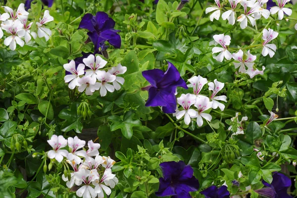 Géranium blanc et pétunia violet ensemble — Photo