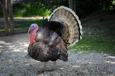Çiftleşme sezonu Türkiye horoz