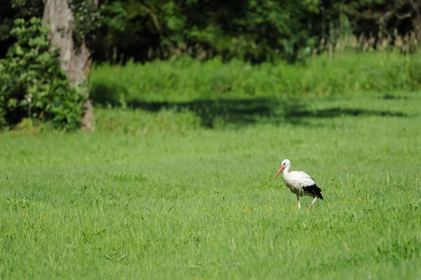 Una cigüeña blanca en el área de reserva de aves Marchegg — Foto de Stock