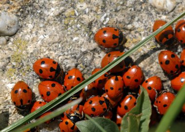 Yedi-spot ladybirds (Coccinella septempunctata) üzerinde bir grup bir
