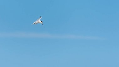 Kısa bir süre önce dalış bir sumru (Thalasseus sandvicensis) 