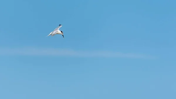 Сендвіч-терн (Thalasseus sandvicensis) незадовго до дайвінгу — стокове фото