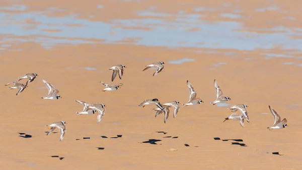 Ortak halkalı plovers (Charadrius hiaticula) uçan bir grup — Stok fotoğraf