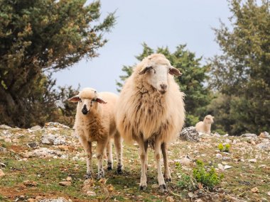 Bir kuzu ve onun annesi koyun Hırvatistan