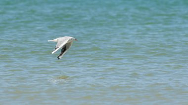 Okyanus üzerinde uçan Normandy için Karabaş martı