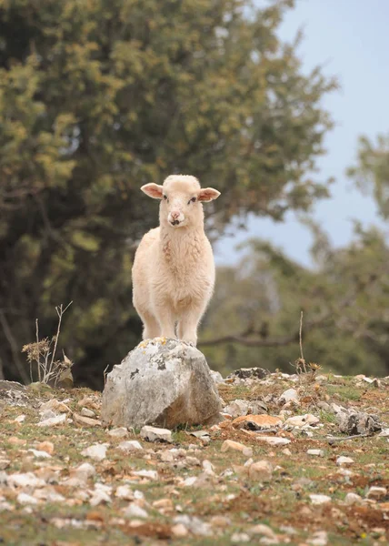Een lam staan op een steen in Kroatië — Stockfoto