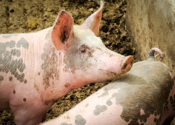 Un cerdo joven en una granja ecológica en Alemania — Foto de Stock