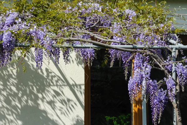 Čínské wistárie na terase na jaře — Stock fotografie