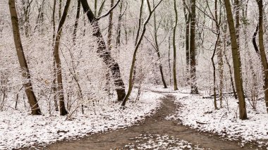 Kışın kar ile bir ormandaki patika