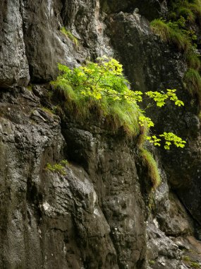 Aşırı koşullarda büyüyen genç bir Acer pseudoplatanus