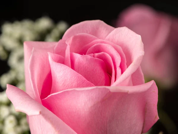 Un primer plano de una hermosa rosa rosa — Foto de Stock