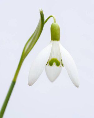 Bir kardelen kışın bir closeup