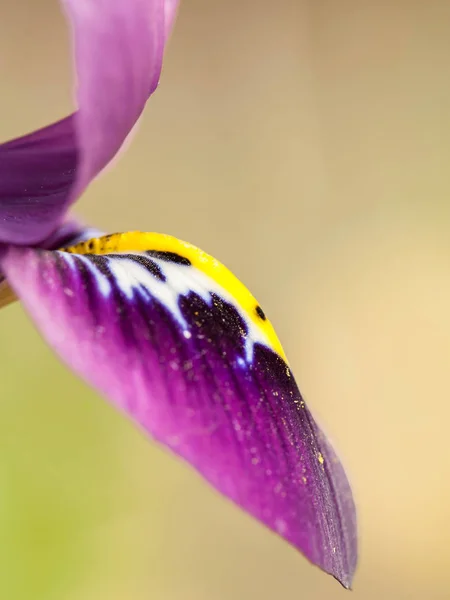 Крупним планом фіолетовий жовтий Ірис квітка — стокове фото