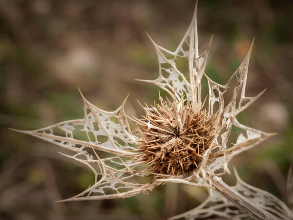 A seaside eryngo on dry dunes in France