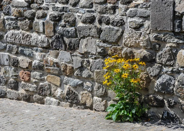 Coneflowers arancione che cresce in un chink della parete — Foto Stock