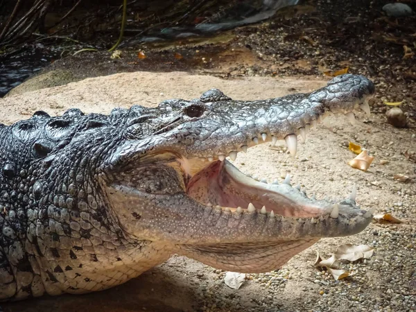 Um retrato de um crocodilo mexicano (Crocodylus moreletii ) — Fotografia de Stock