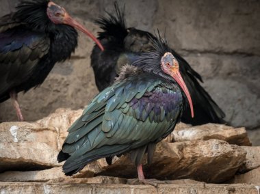 Nesli tükenmekte olan Kuzey kel Ibis bir grup