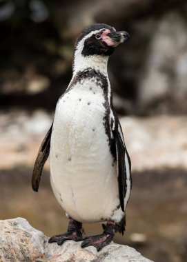 Humboldt pengueni Avusturyalı bir hayvanat bahçesi