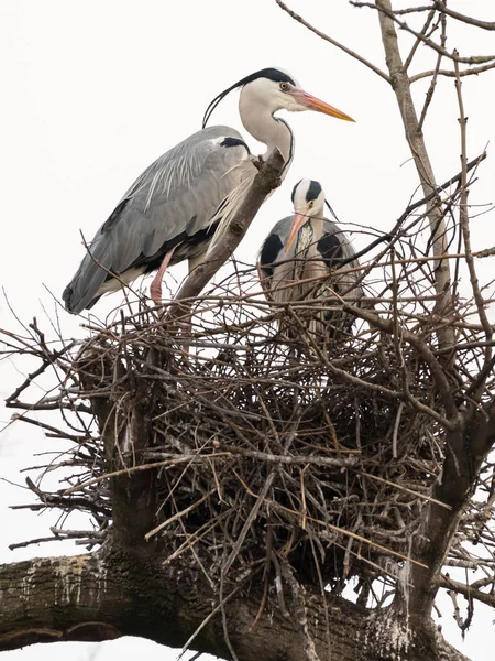 Zwei Graureiher im Nest — Stockfoto