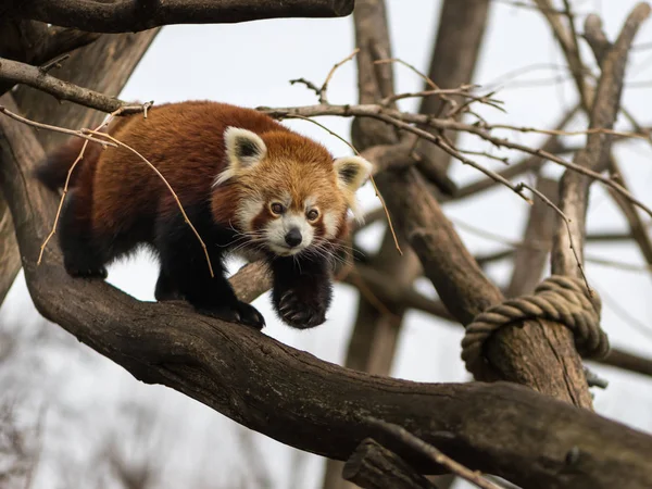 Un panda rouge grimpant sur un arbre — Photo