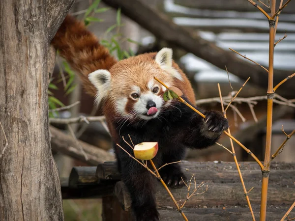 Un panda rouge assis sur un arbre et mangeant des fruits — Photo