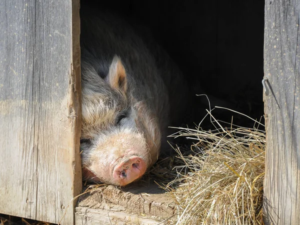 Un cerdo vietnamita en una granja — Foto de Stock
