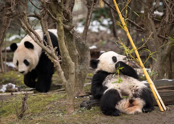 Un jeune panda géant mangeant du bambou et sa mère — Photo
