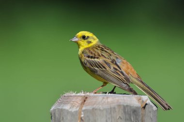 Bir ağaç gövdesinde oturan bir yellowhammer kiraz kuşu