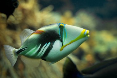 Güzel bir Picasso triggerfish bir resif tank renkli