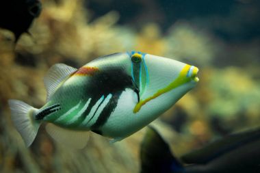 A beautiful colored Picasso triggerfish in a reef tank clipart
