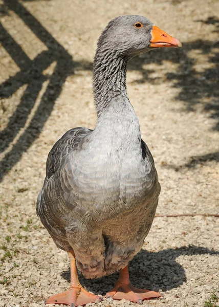 低いオーストリアの飼いならされた灰色のガチョウ — ストック写真