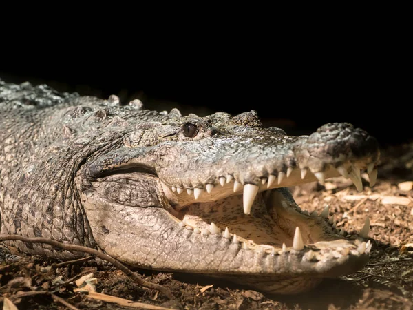 Egy osztrák állatkertben Morlets krokodil — Stock Fotó