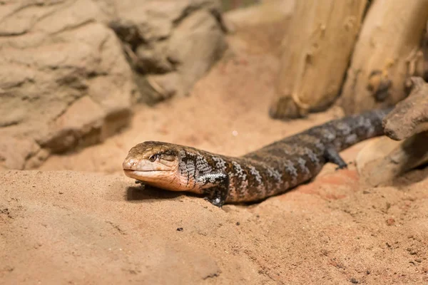 Niebieski jaszczurka australijski piórem w zoo — Zdjęcie stockowe